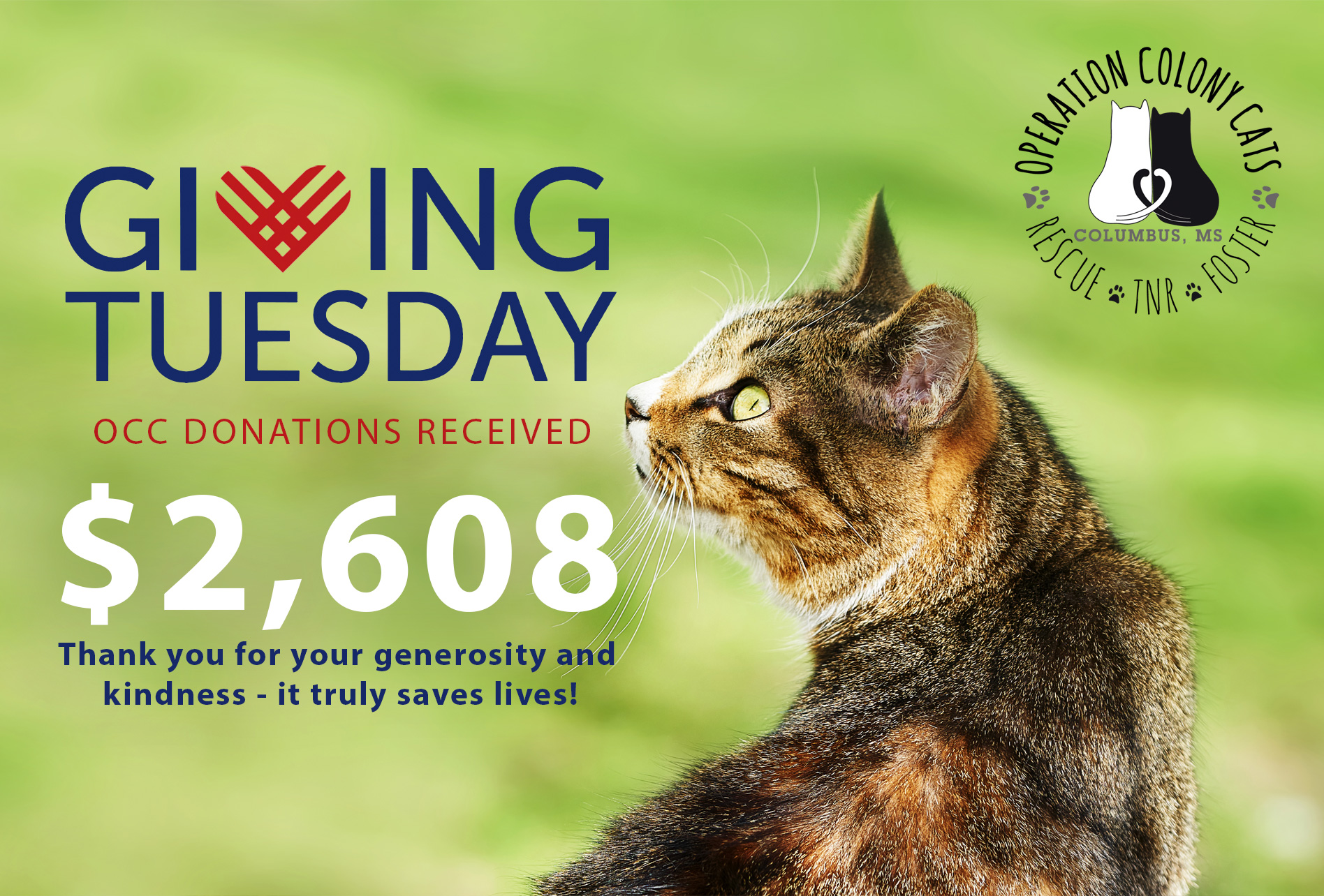 Cat looking at Giving Tuesday stats for the OCC - $2,608 raised.
